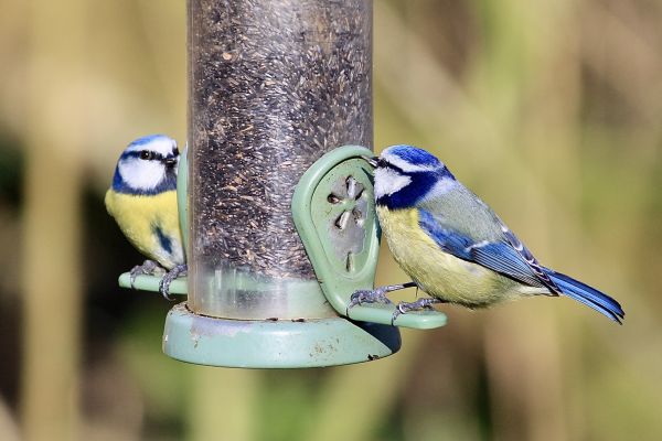 Bird Feeder Mounting Service in Rockwall