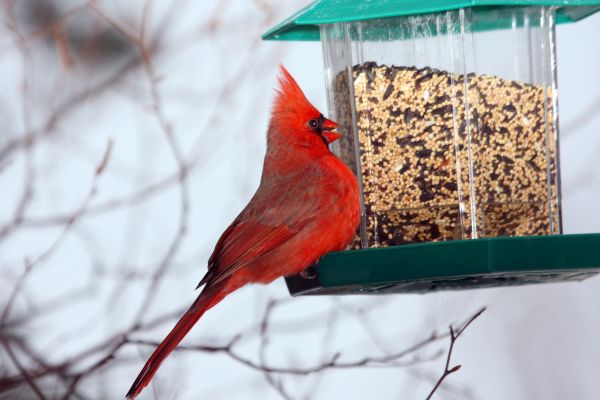 Cost of Bird Feeder Hanging in Rockwall
