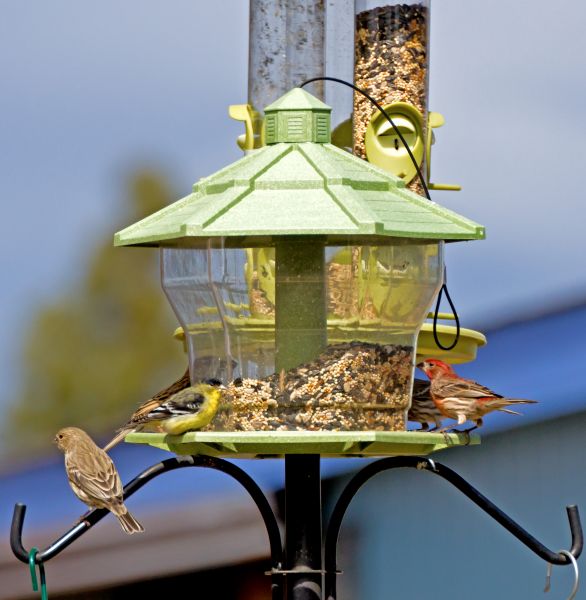 Cost of Bird Feeder Installation in Rockwall